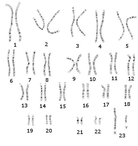 Гены и хромосомы - Основная информация - Справочник MSD Версия для потребителей